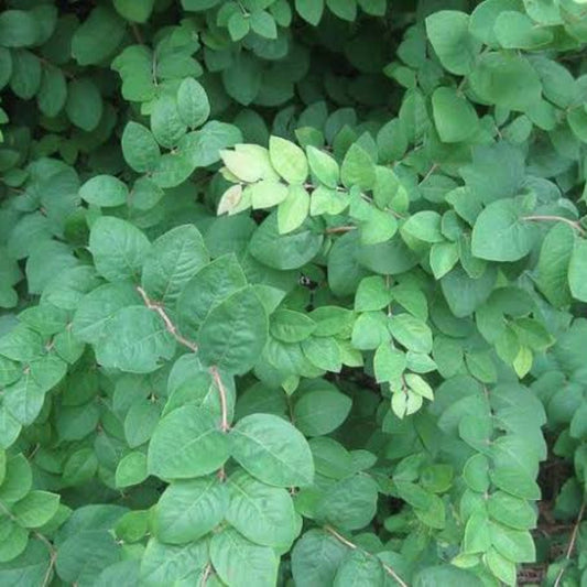Coralberry
