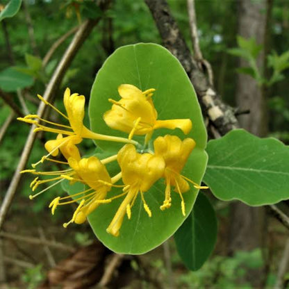 Yellow Honeysuckle
