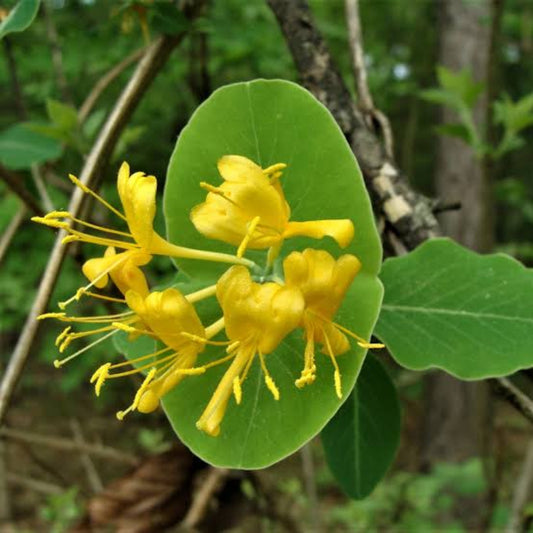 Yellow Honeysuckle