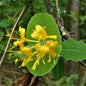 Yellow Honeysuckle