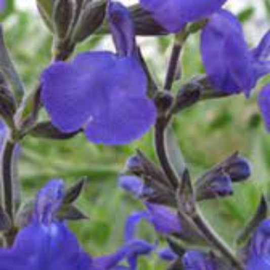 Bicolor Salvia