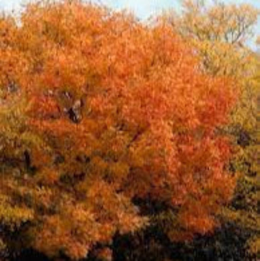 Prairie Flame Leaf Sumac