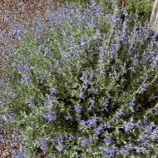 Gray Shrub Salvia