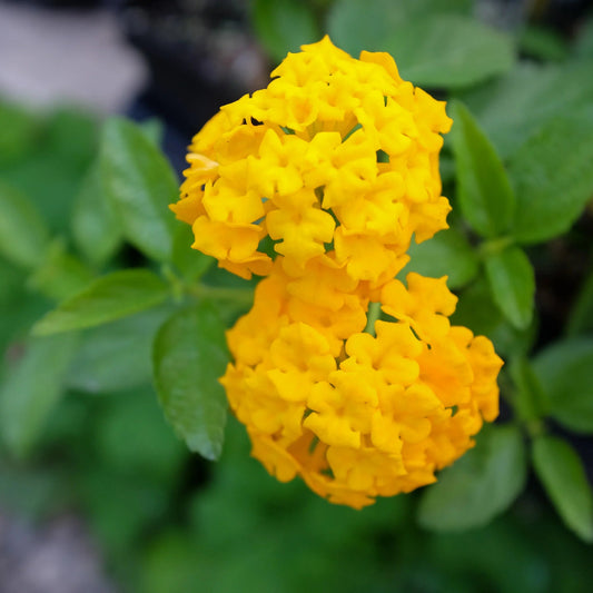 Lantana 'New Gold'