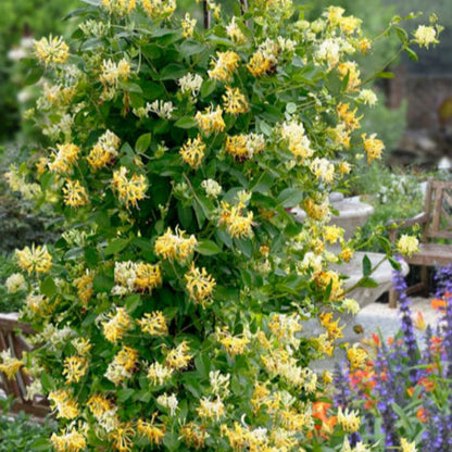 Yellow Honeysuckle