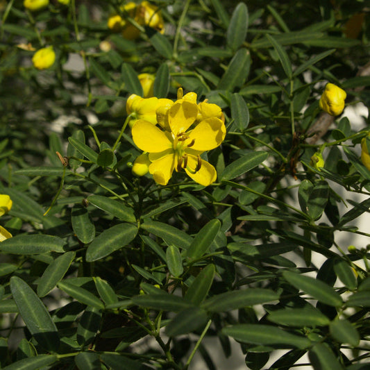 Common Tree Senna