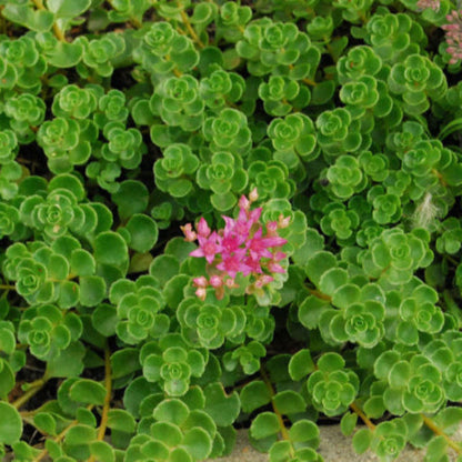 John Creech Stonecrop