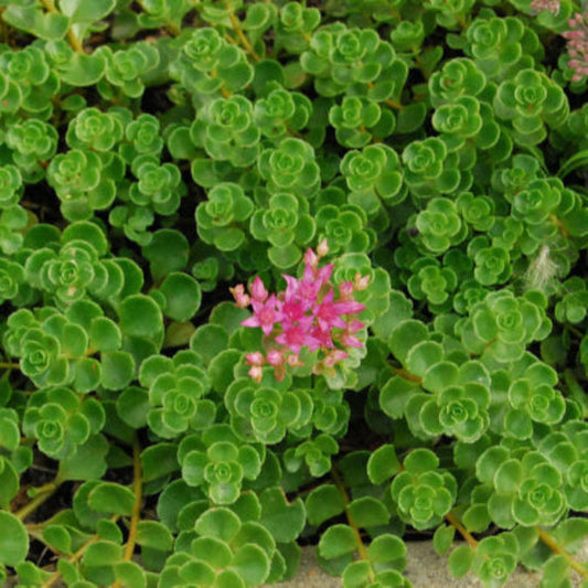 John Creech Stonecrop