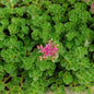 John Creech Stonecrop