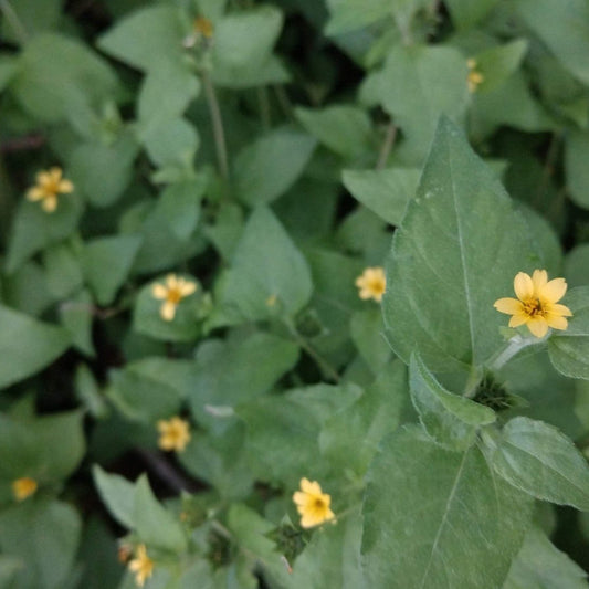 Horseherb (Straggler Daisy)